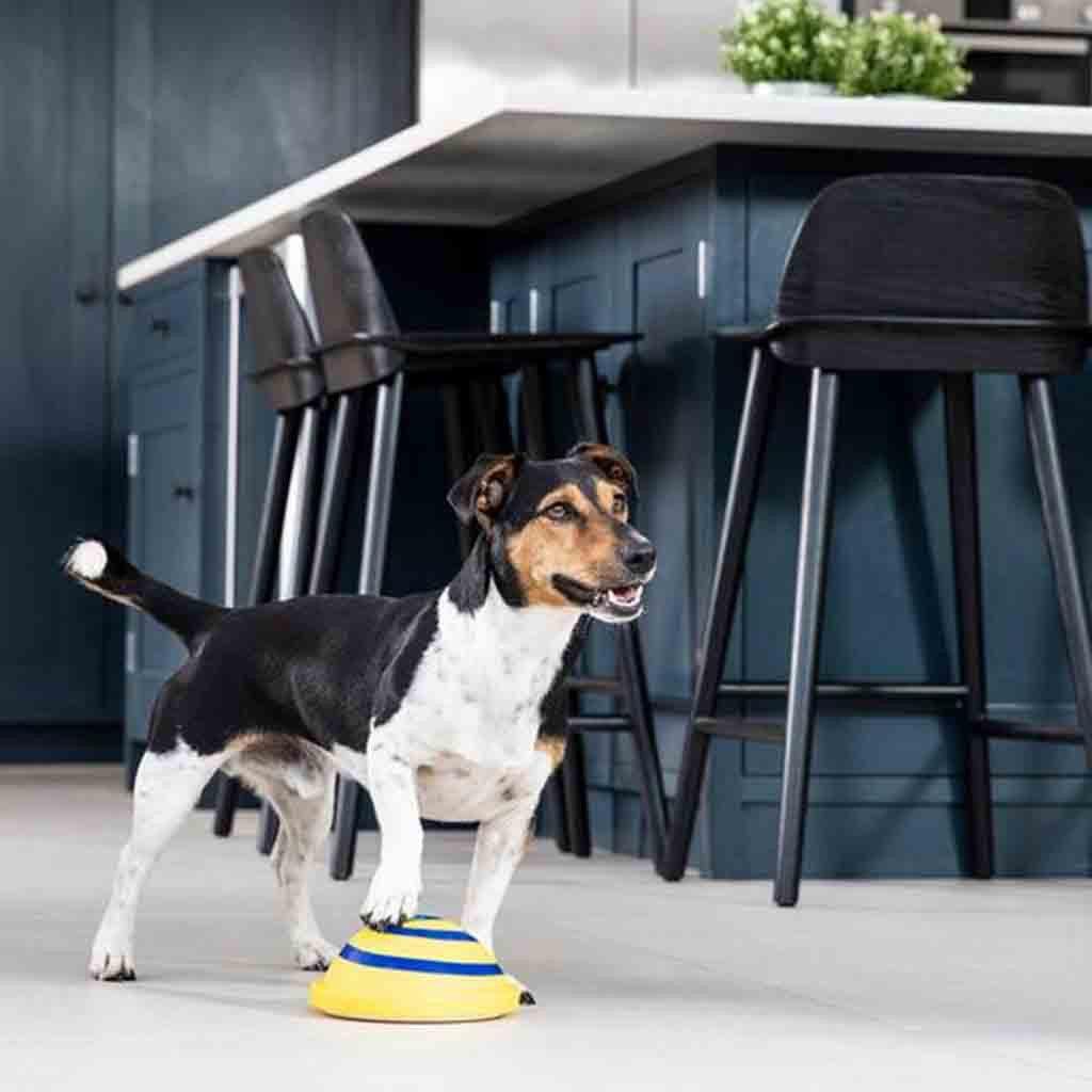 Wooftunes interactive disc-shaped silicone sound dog toy with durable rubber bumpers for active indoor play — view 3