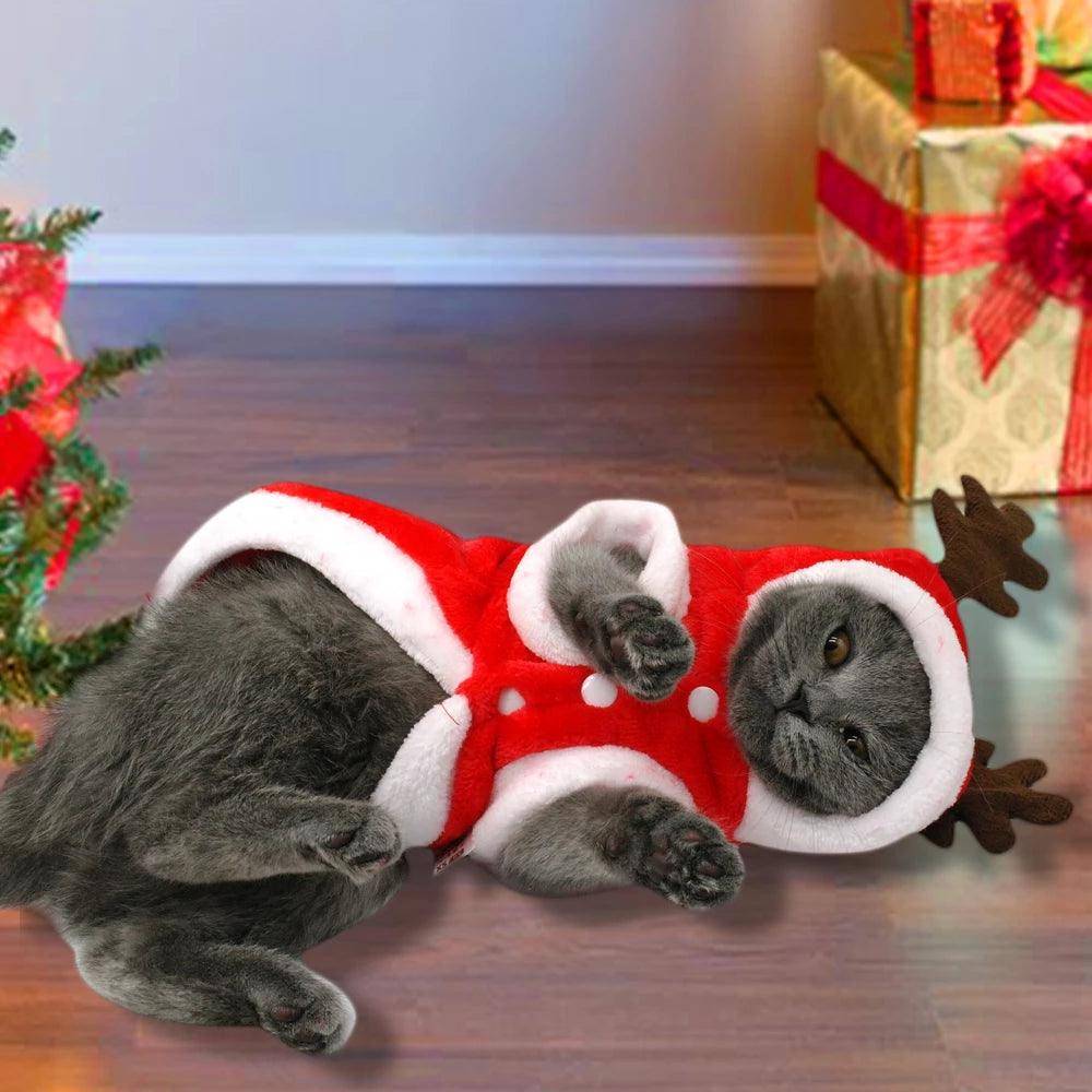 Small dog wearing a festive red and white flannel Santa Claus Christmas costume outfit