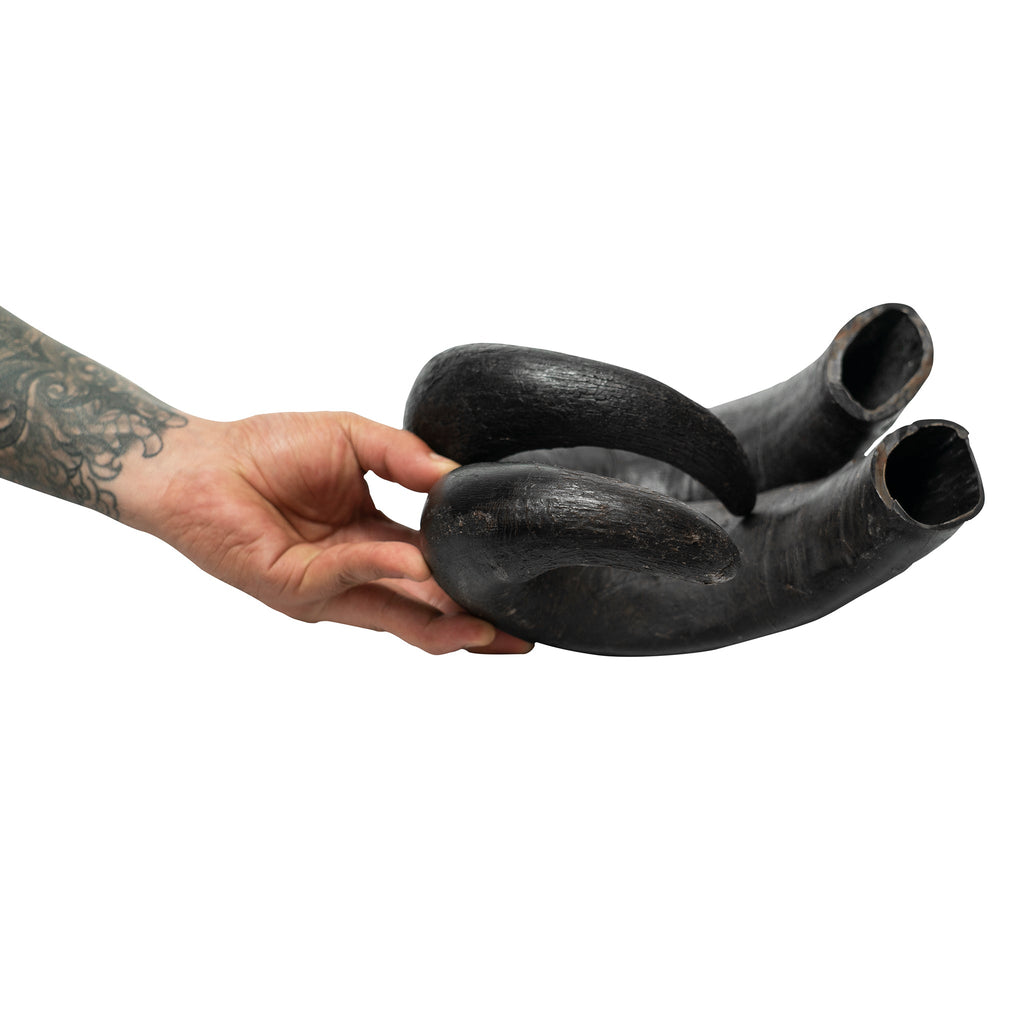 Two natural water buffalo horn dog chews for dental health and long lasting training rewards