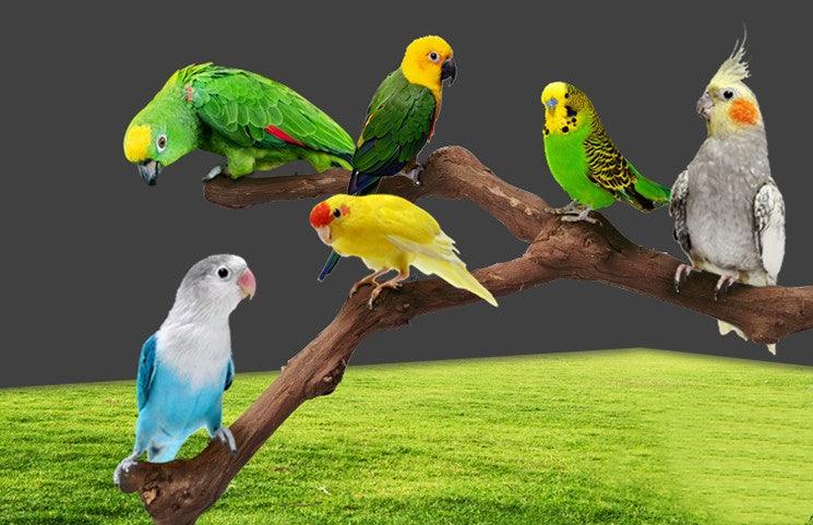 Natural vine parrot perch made of authentic grape wood installed inside a wire bird cage — view 3