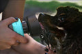 Foldable dog travel water bottle and dispenser in blue plastic for outdoor pet hydration