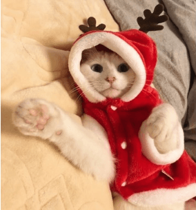Small dog wearing a festive red and white flannel Santa Claus Christmas costume outfit — view 3