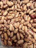 Ripkitty Cranberry Bean Seeds - High-Yield Non-GMO Spotted Legume-0