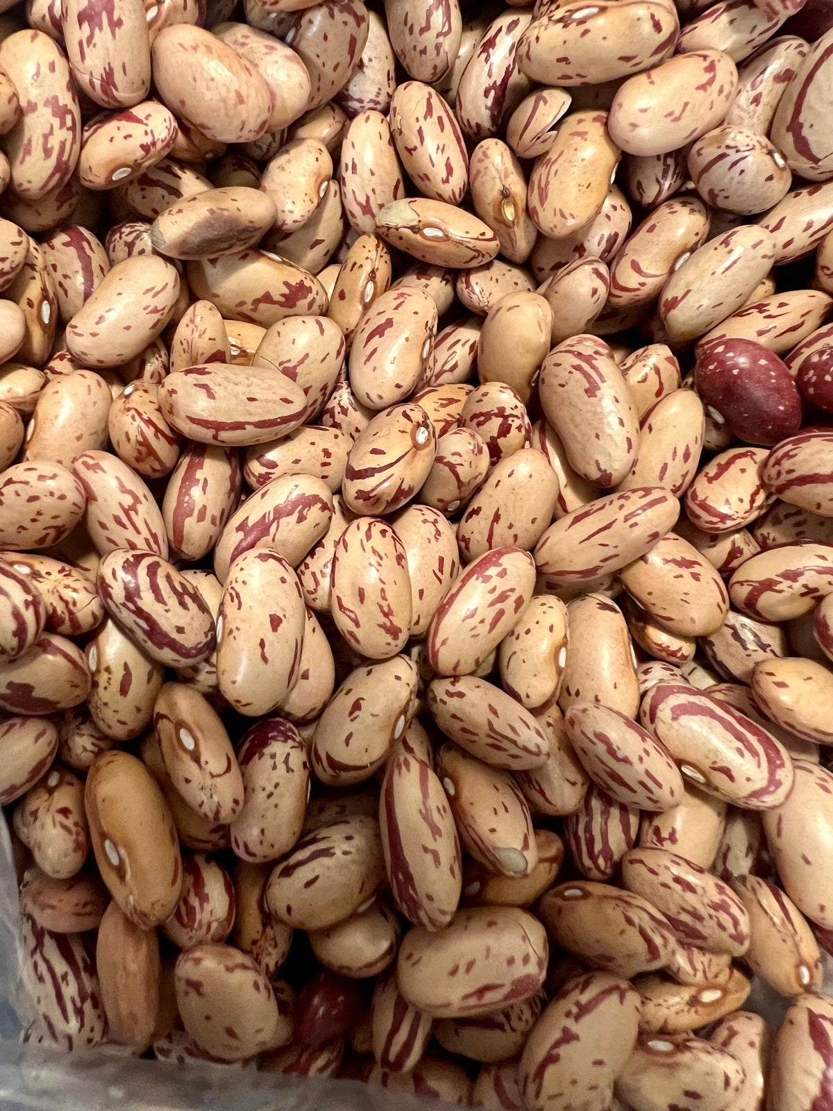 Ripkitty Cranberry Bean Seeds - High-Yield Non-GMO Spotted Legume-0