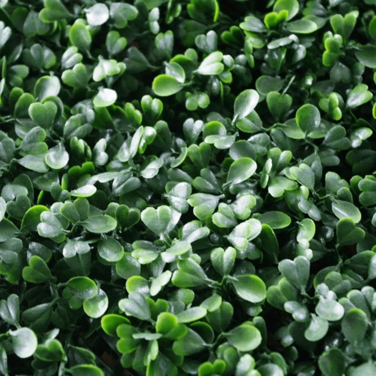 Dark Boxwood Artificial Vertical Garden Green Wall Panel 40×40in 11 SQ FT – UV Resistant – Commercial Grade-4