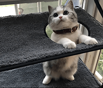 Luxury window cat hammock bed with strong suction cups, washable fabric, and sturdy metal frame — view 2