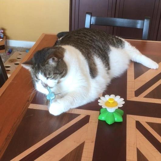 Interactive bird toy for cats featuring lifelike fluttering wings and a durable attachment — view 3