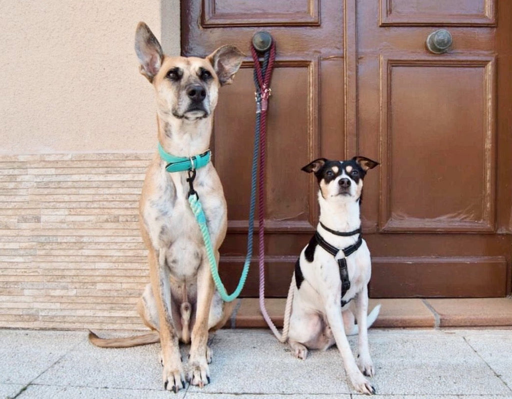 ROPE LEASH - CLAIR-1