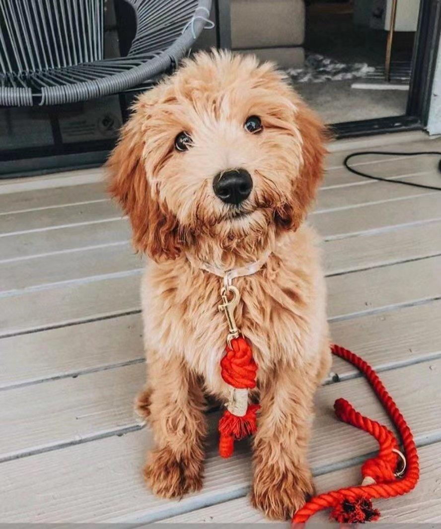 Watermelon red cotton dog rope leash featuring heavy-duty solid brass trigger snap and accessory ring — view 3