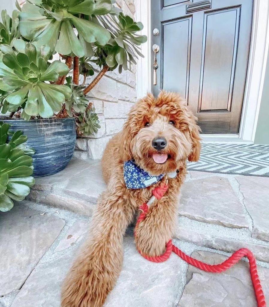 Watermelon red cotton dog rope leash featuring heavy-duty solid brass trigger snap and accessory ring — view 2