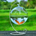 Mini hanging fish tank in clear borosilicate glass suspended from an elegant curved metal bracket