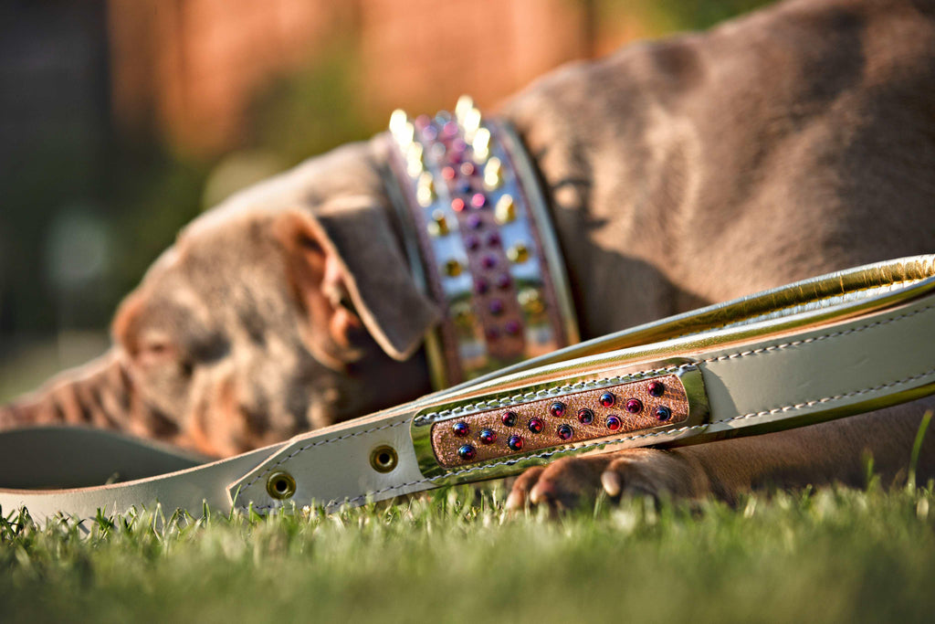 White genuine leather wide dog collar with brass plated gold hardware and vibrant candy accents. — view 5