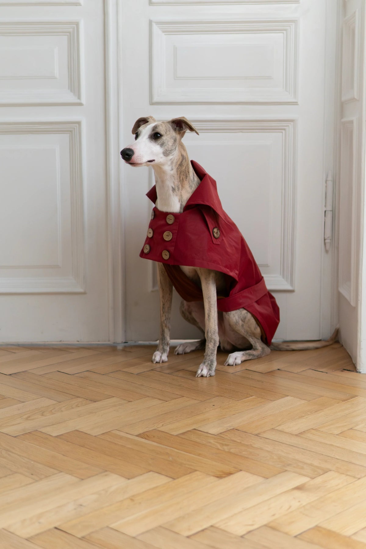 Water-repellent Dog Trench Coat - Burgundy Red-1