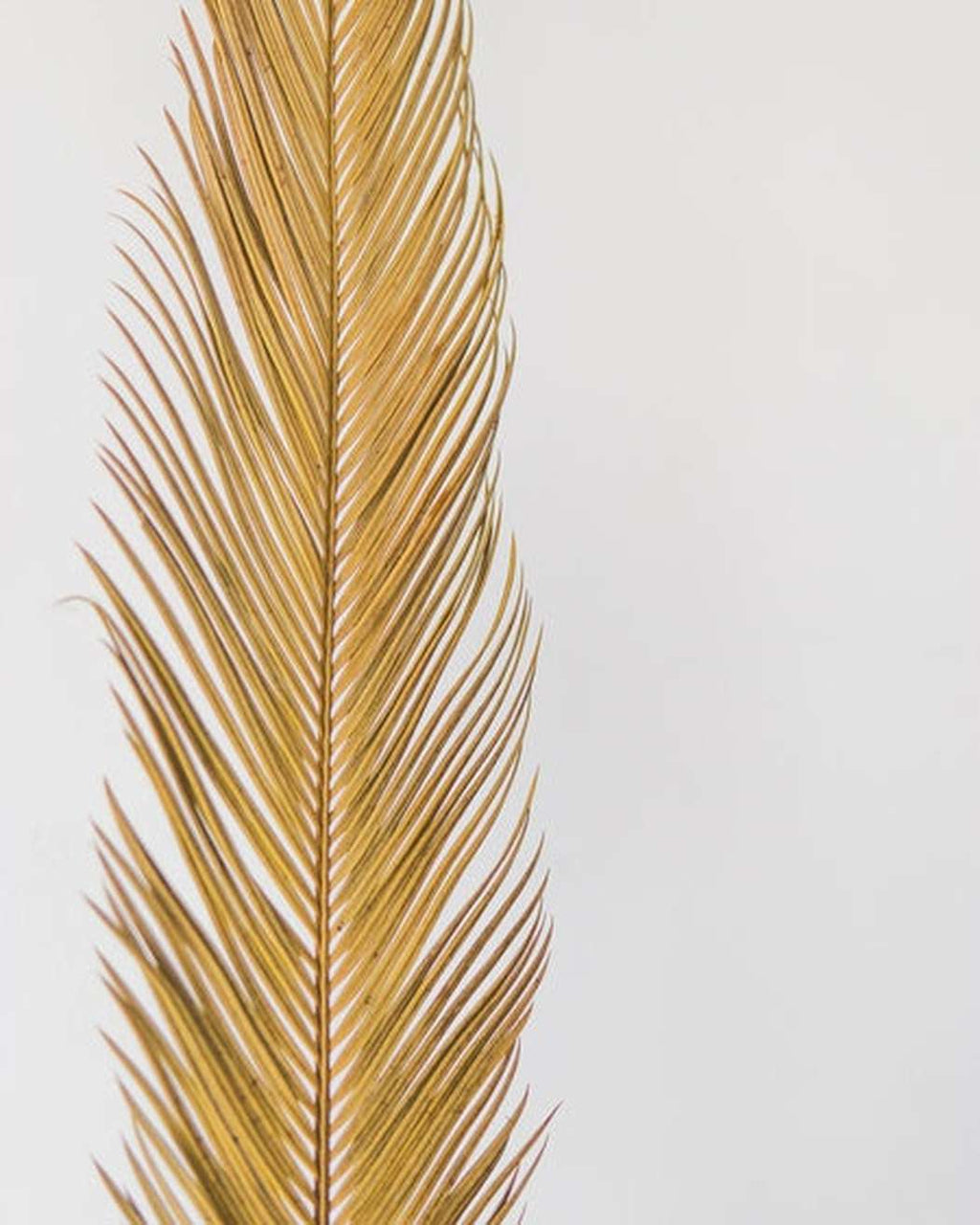Sago Palm-2