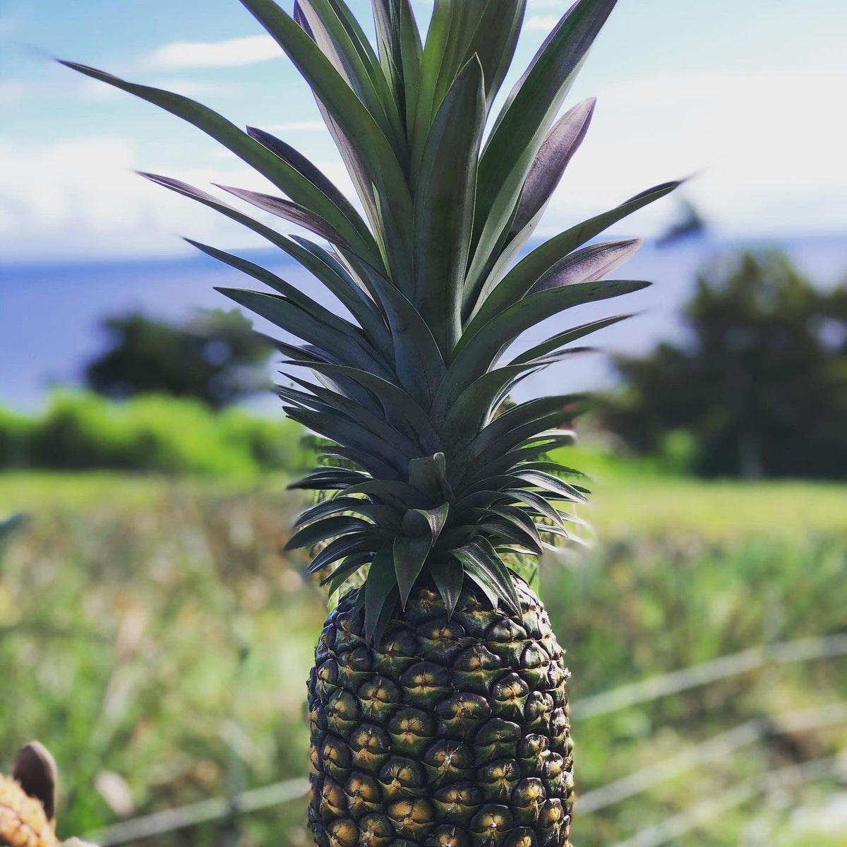 Soft Dried Pineapple-4