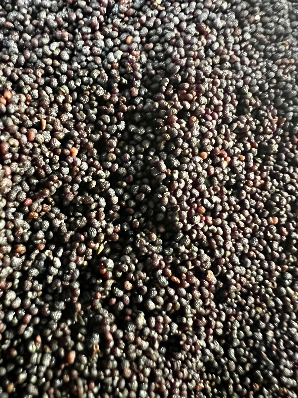 Ripkitty Premium Unwashed Untreated Unprocessed Organic Raw Papaver Somniferum Culinary Poppy Seeds-3