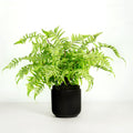 Artificial fern plant in black pot - 18"-0