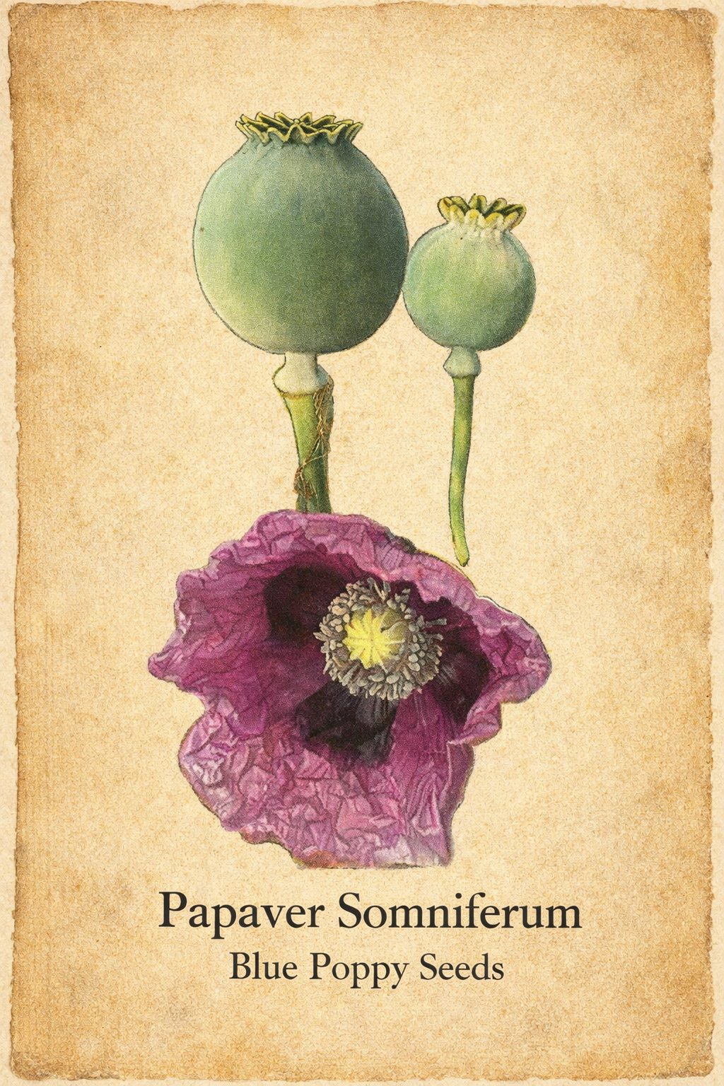 Ripkitty Premium Whole Raw Organic Blue Poppy Spain Seeds - Papaver Somniferum - Multicolor - Ornamental Garden Bloom-2