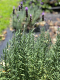 French Lavender-0