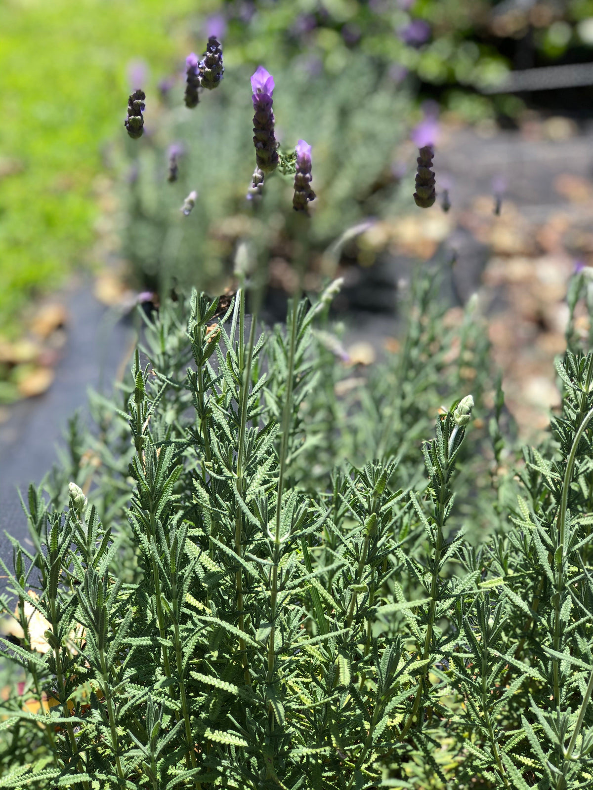French Lavender-0