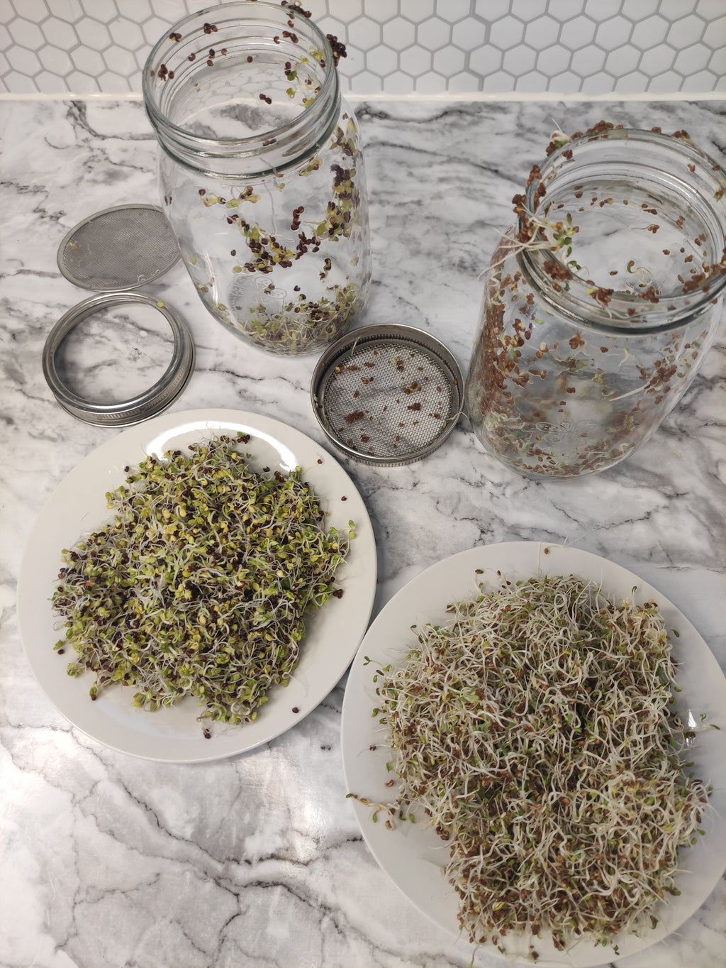 Seed sprouting kit with 1L glass jar, stainless steel screen, and packs of organic sprouting seeds — view 5