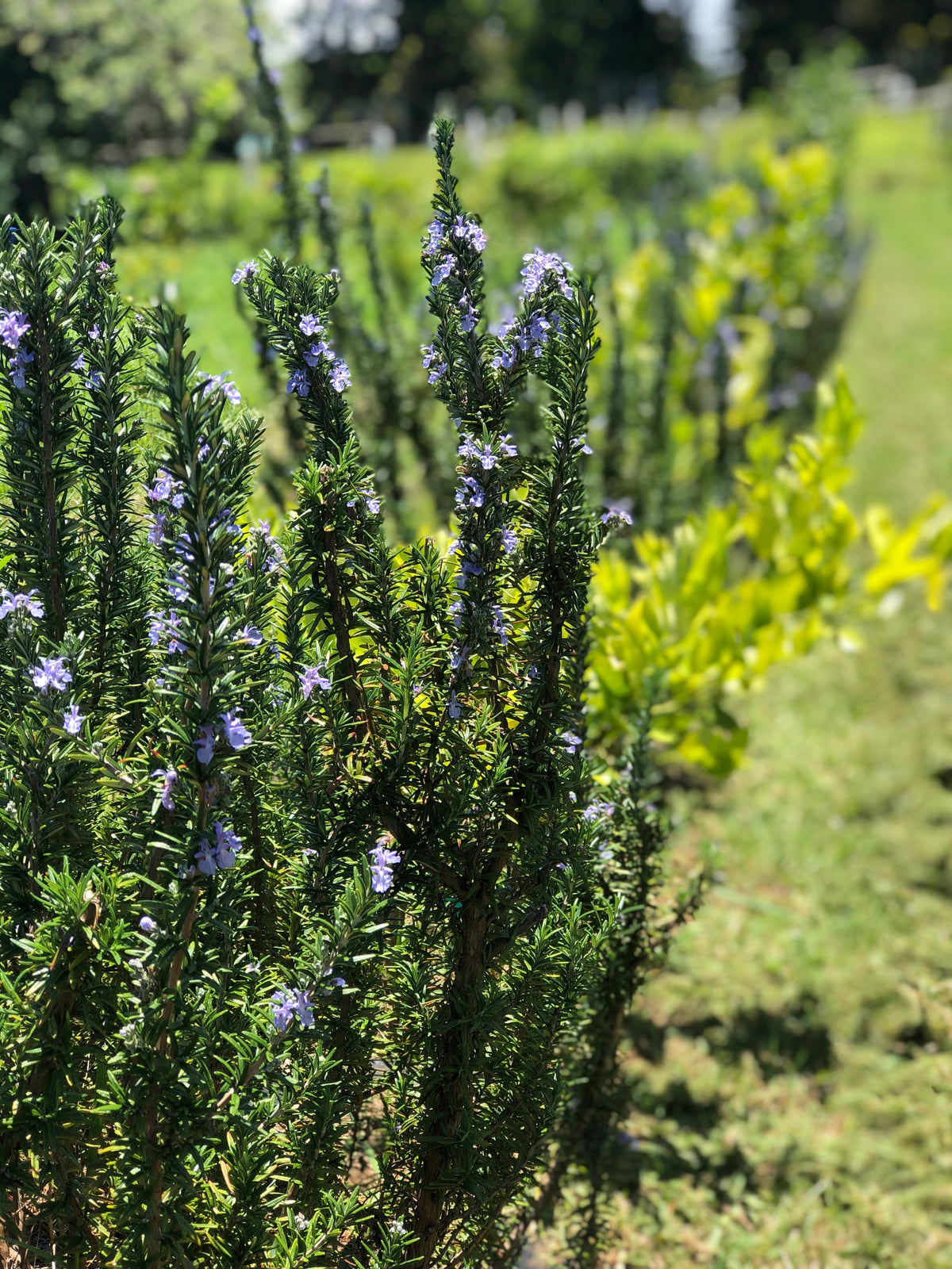 Rosemary Fresh Cut-1