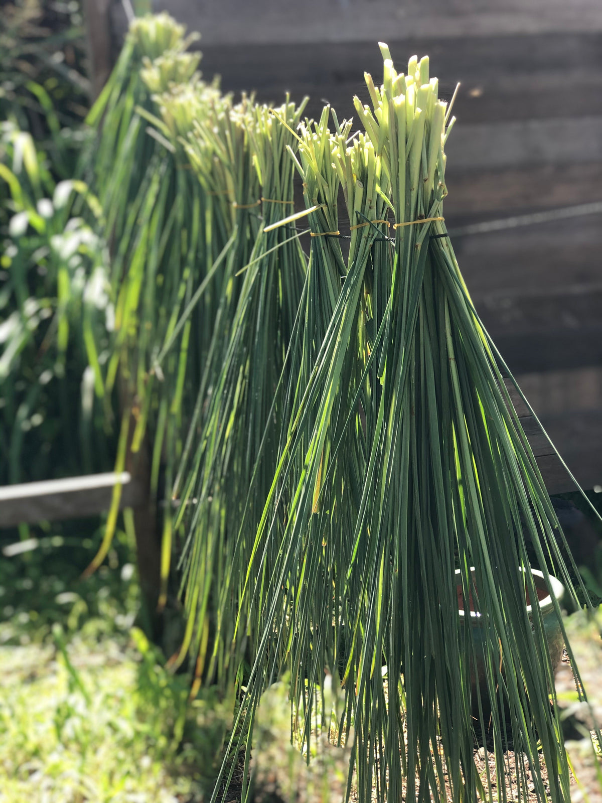Lemongrass Fresh Cut for Tea-0