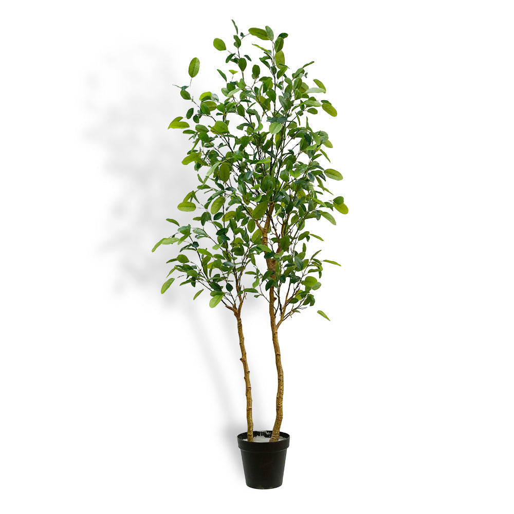 7' Citrus Lemon Tree-0