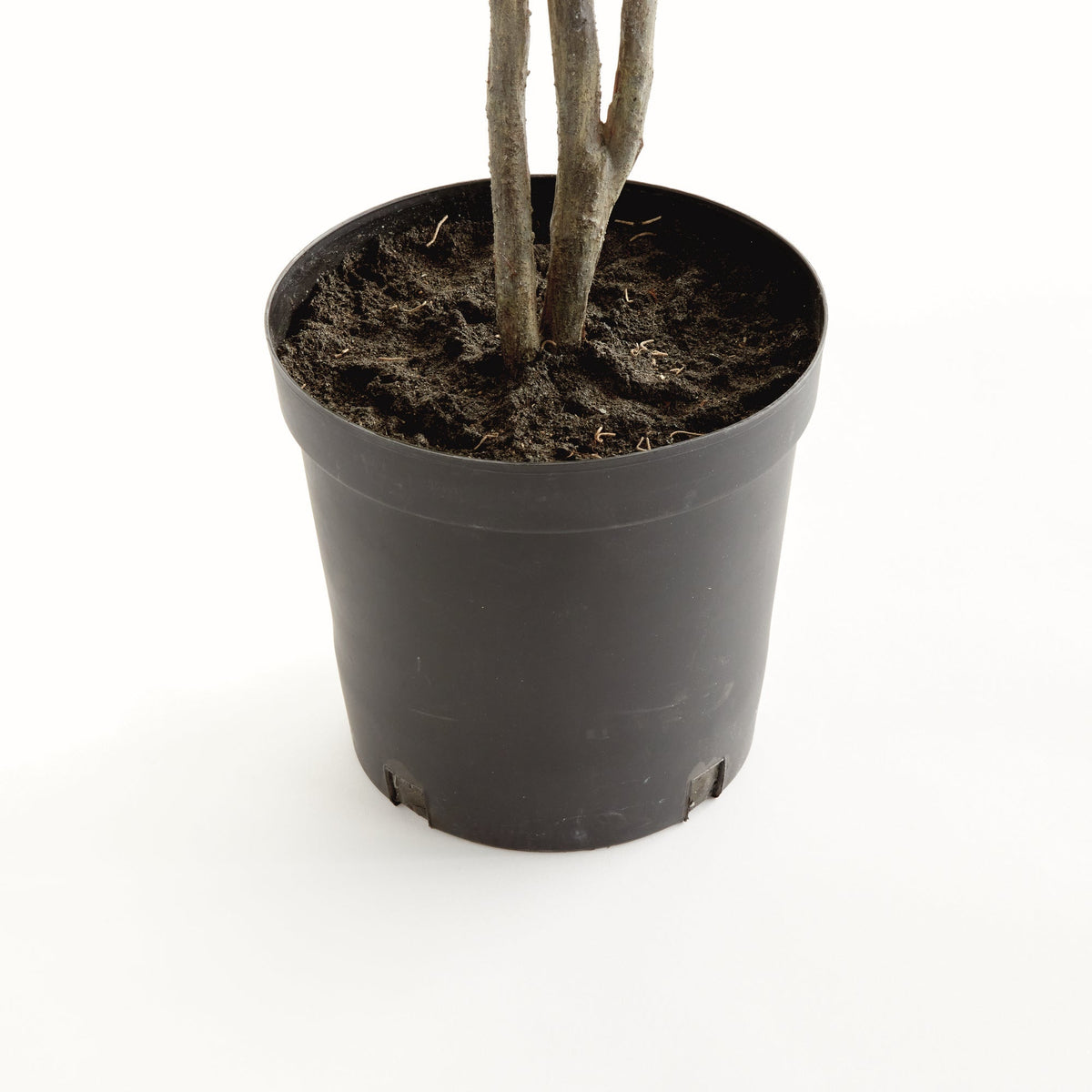 Ficus Tree Drop In 51"-3
