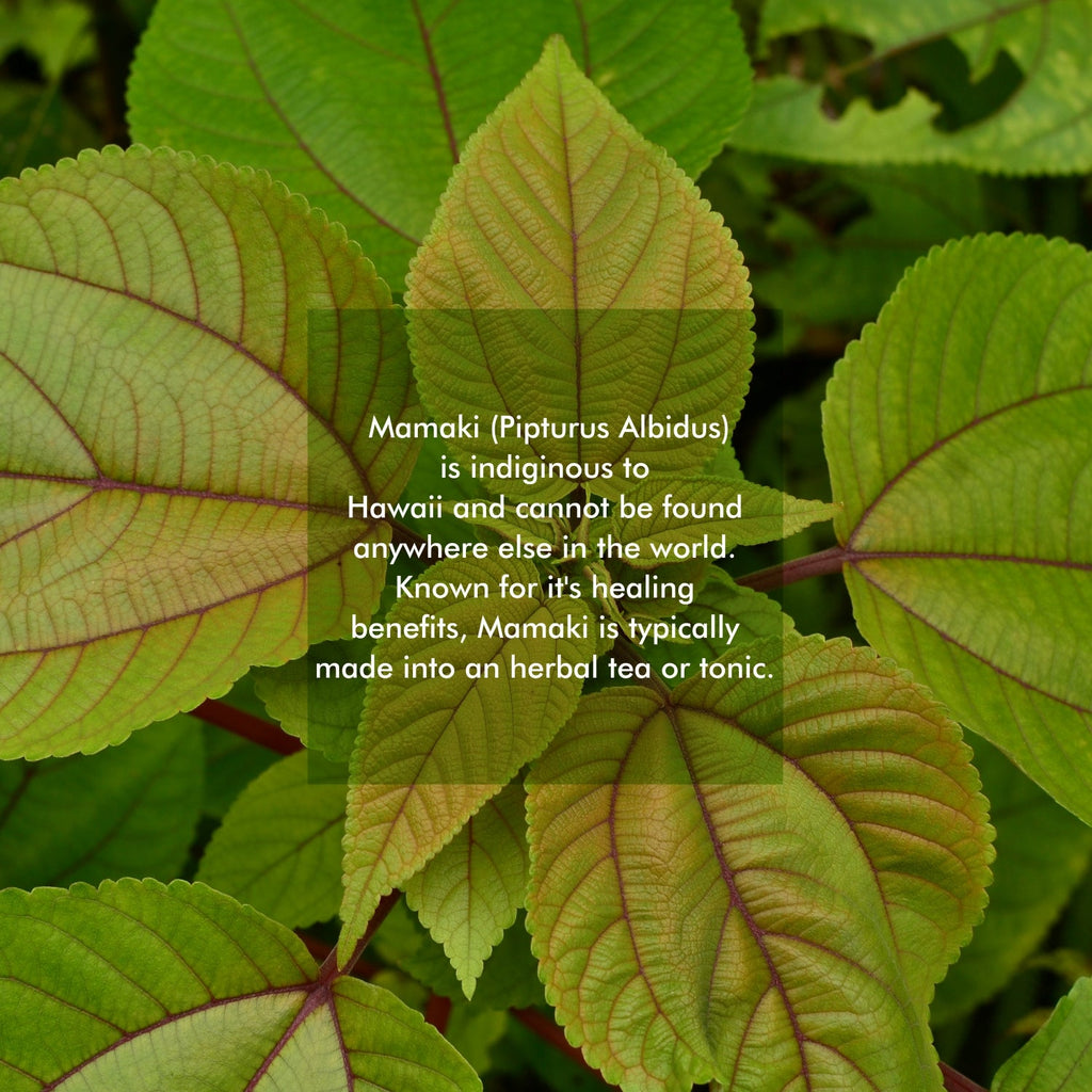 Mamaki Tea - Hawaiian Organic Caffeine Free-4