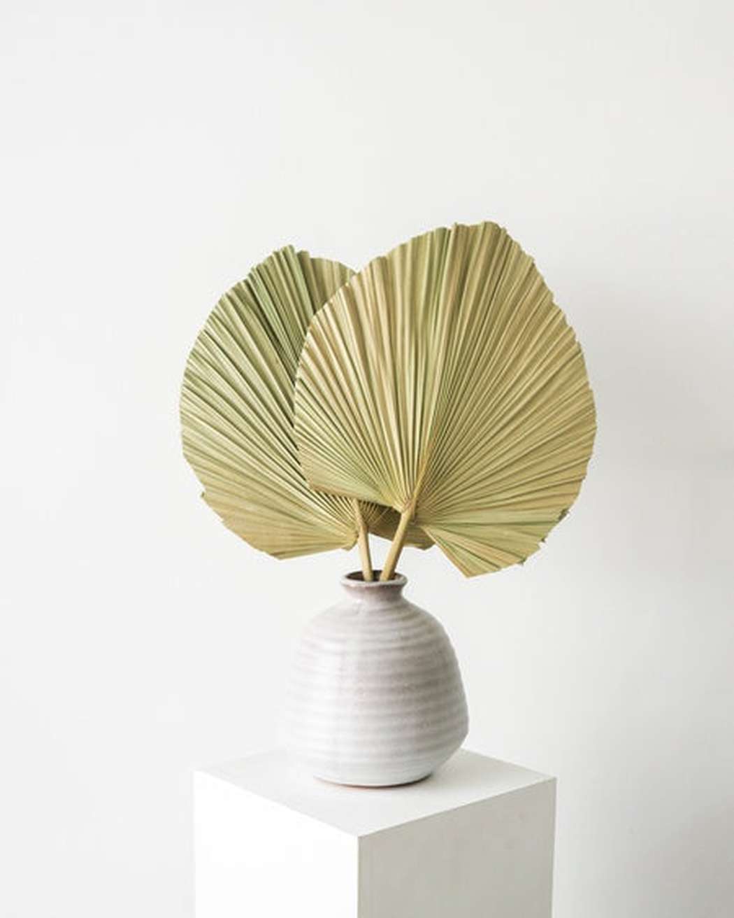 Natural Fan Palm-0