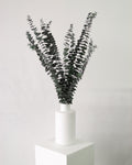 Green Eucalyptus-0