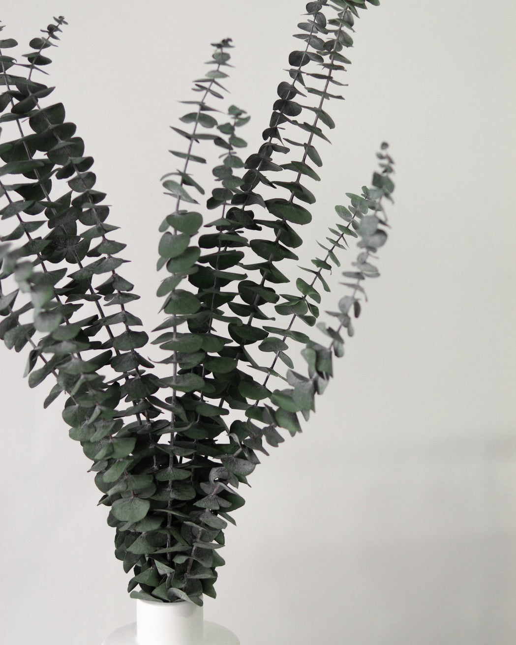 Green Eucalyptus-1