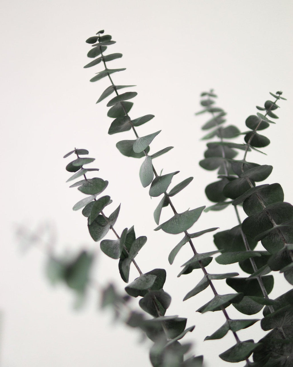 Green Eucalyptus-2