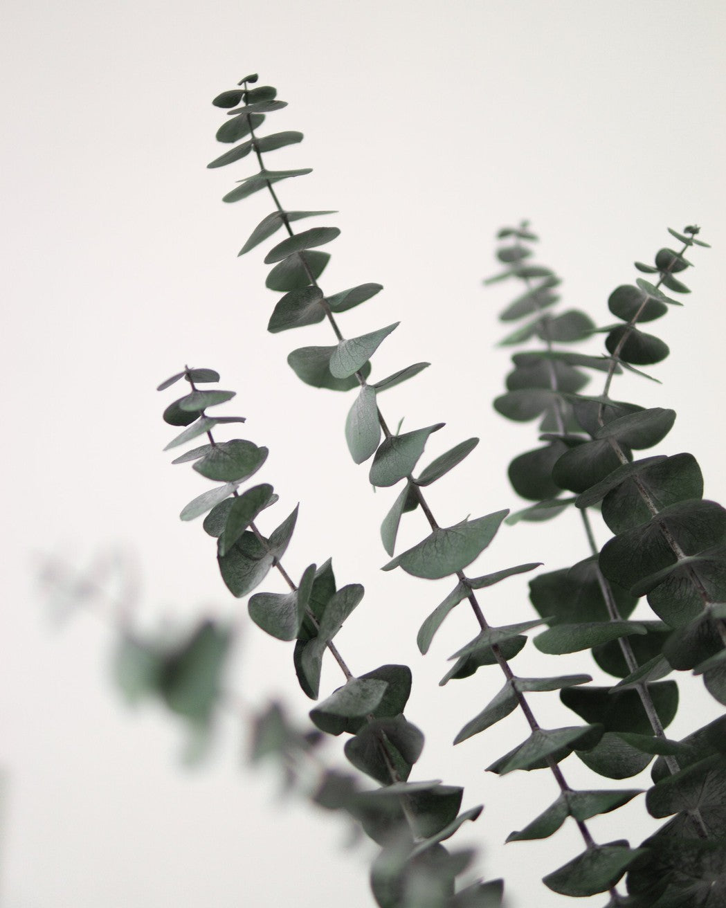 Green Eucalyptus-2