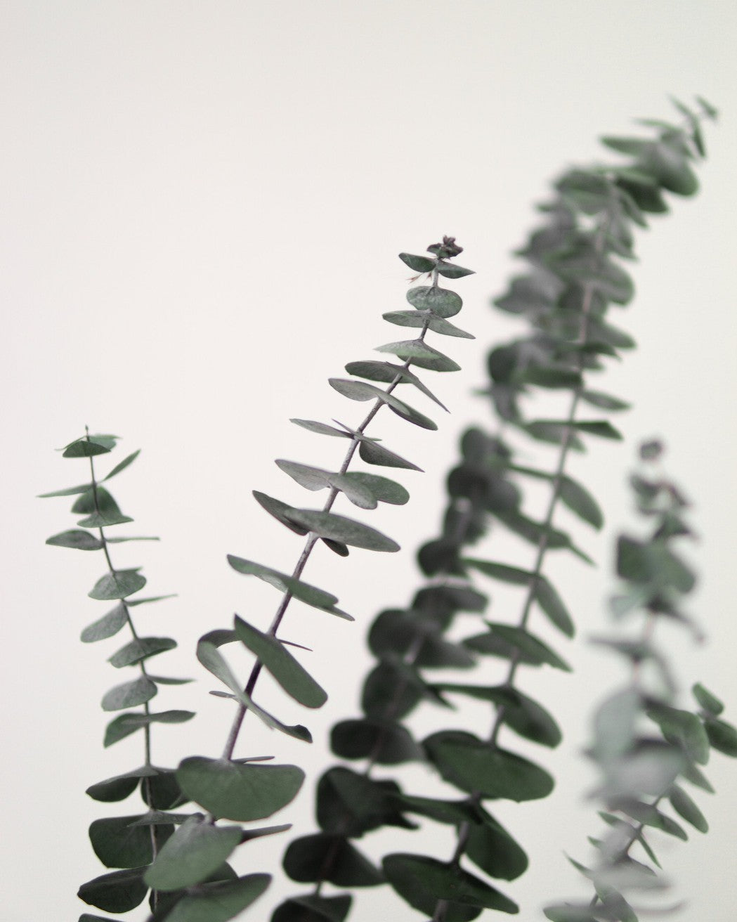 Green Eucalyptus-3