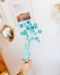 Billy Buttons-0