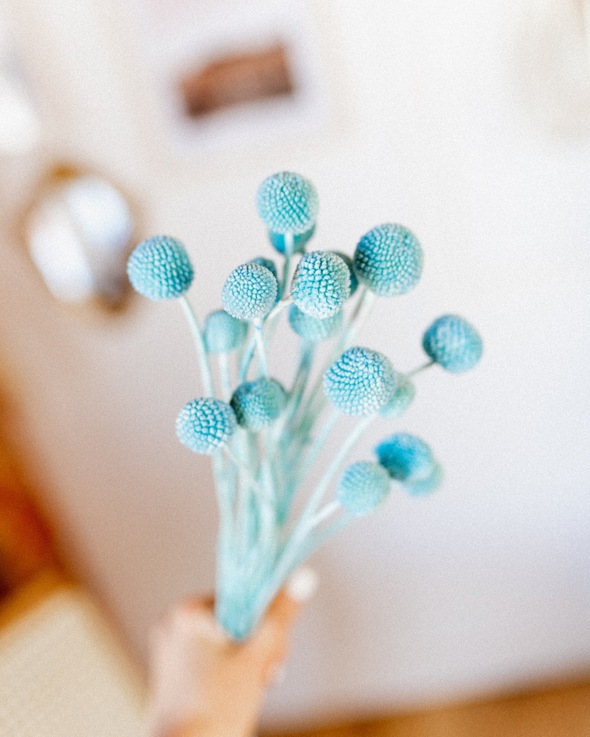 Billy Buttons-1