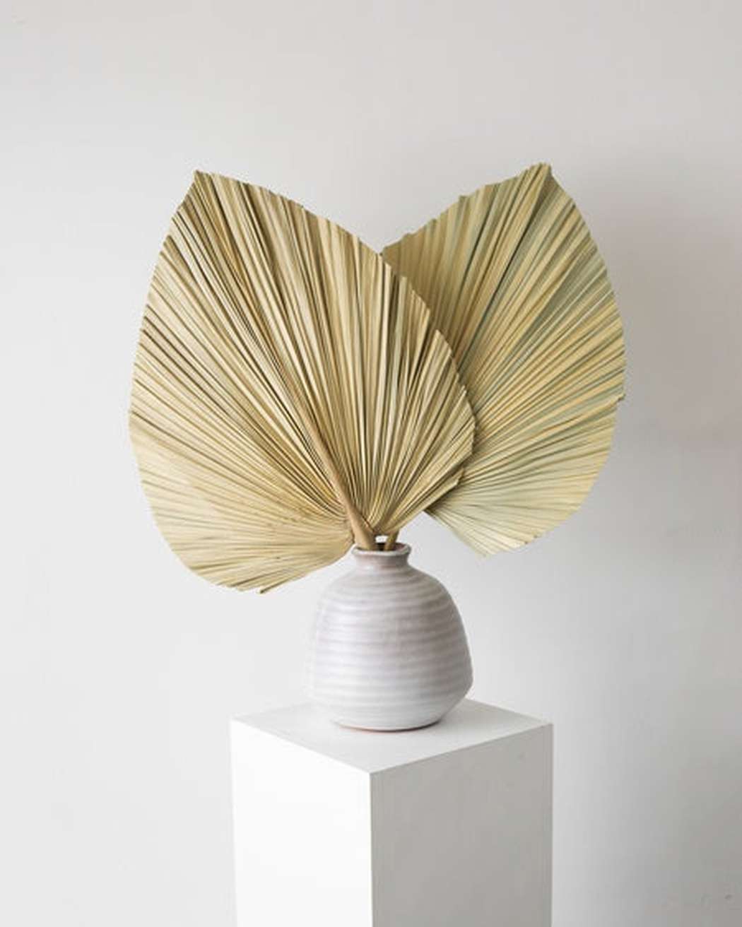 Natural Fan Palm-1