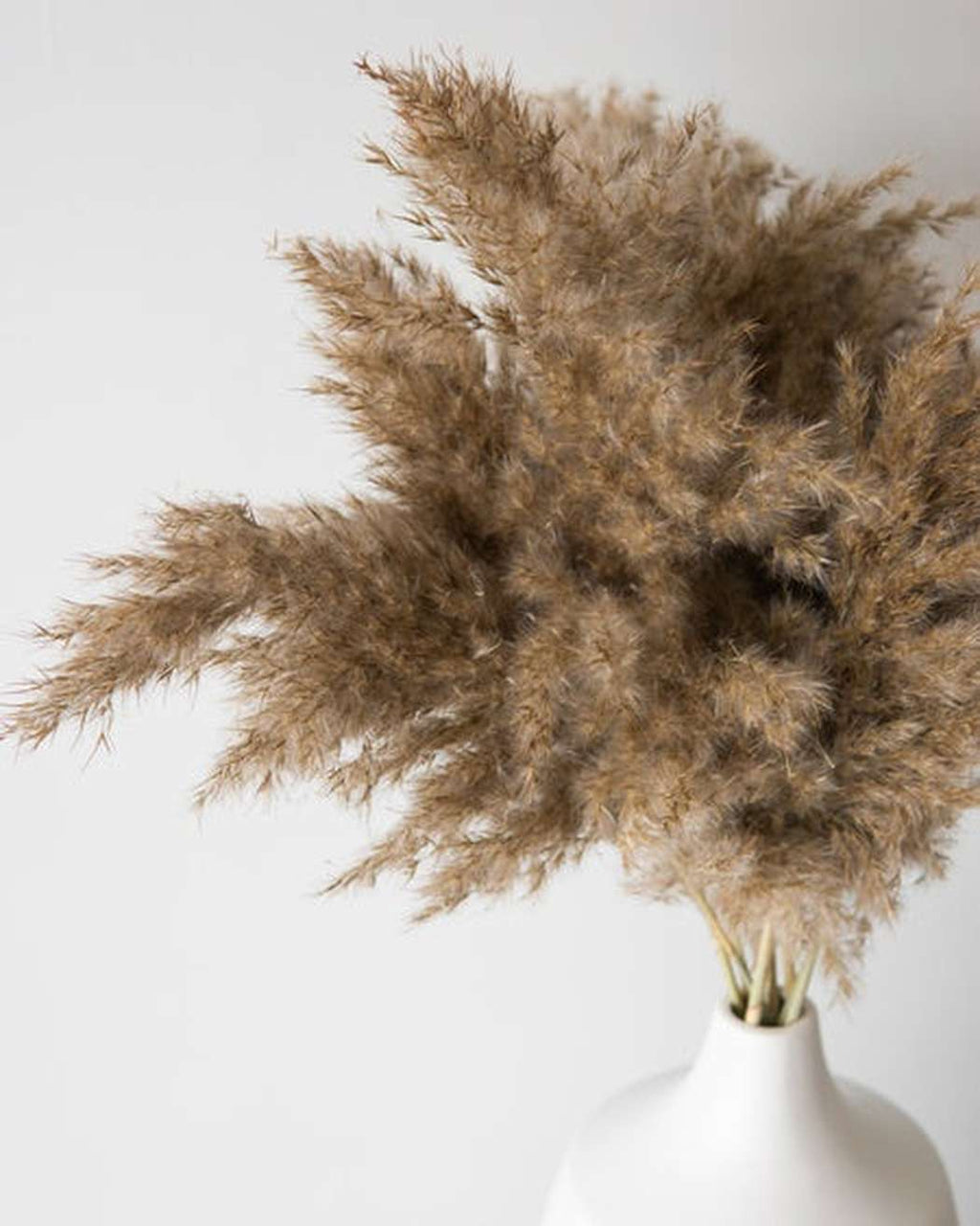 Mini Pampas Grass (5pcs)-1