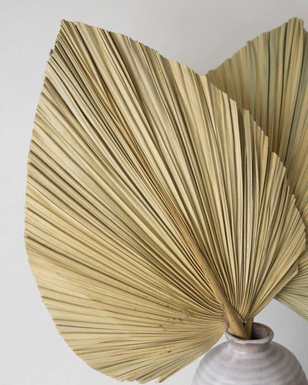 Natural Fan Palm-2