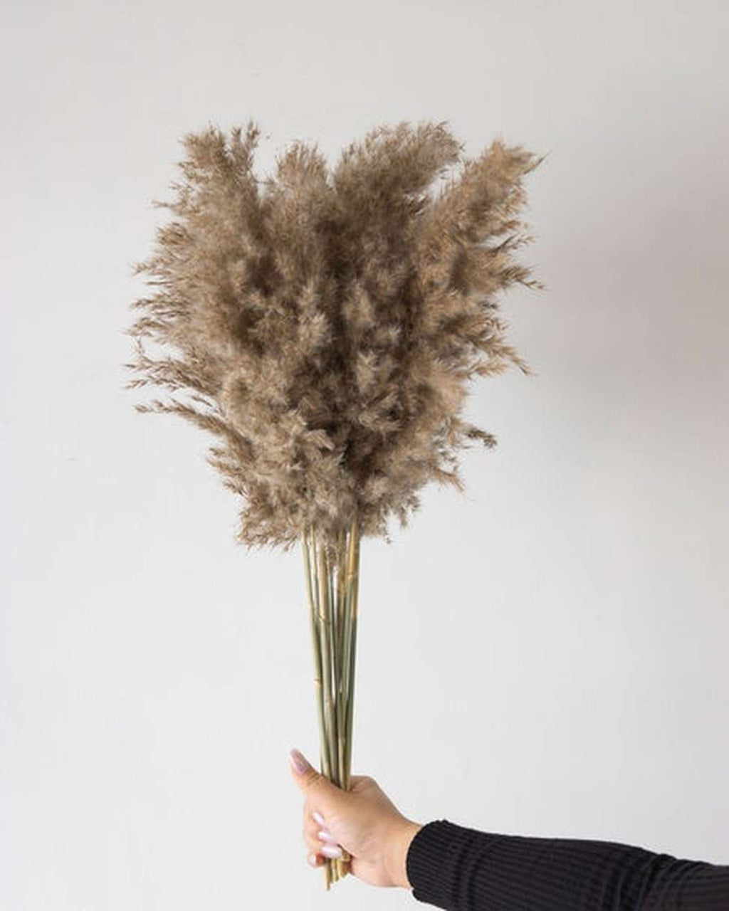 Mini Pampas Grass (5pcs)-2
