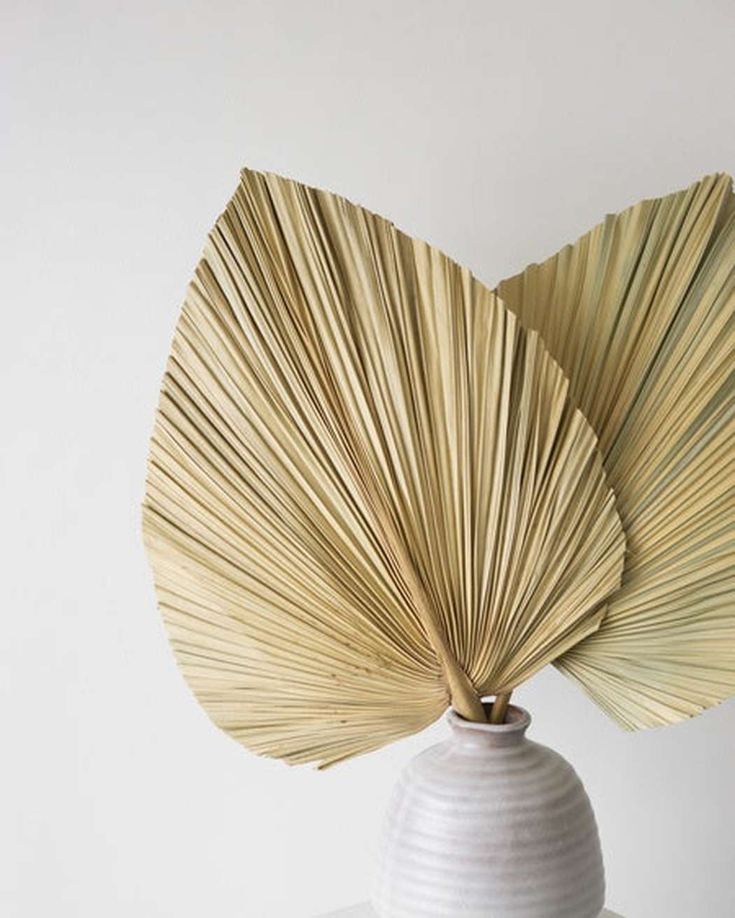 Natural Fan Palm-3