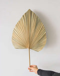 Natural Fan Palm-4