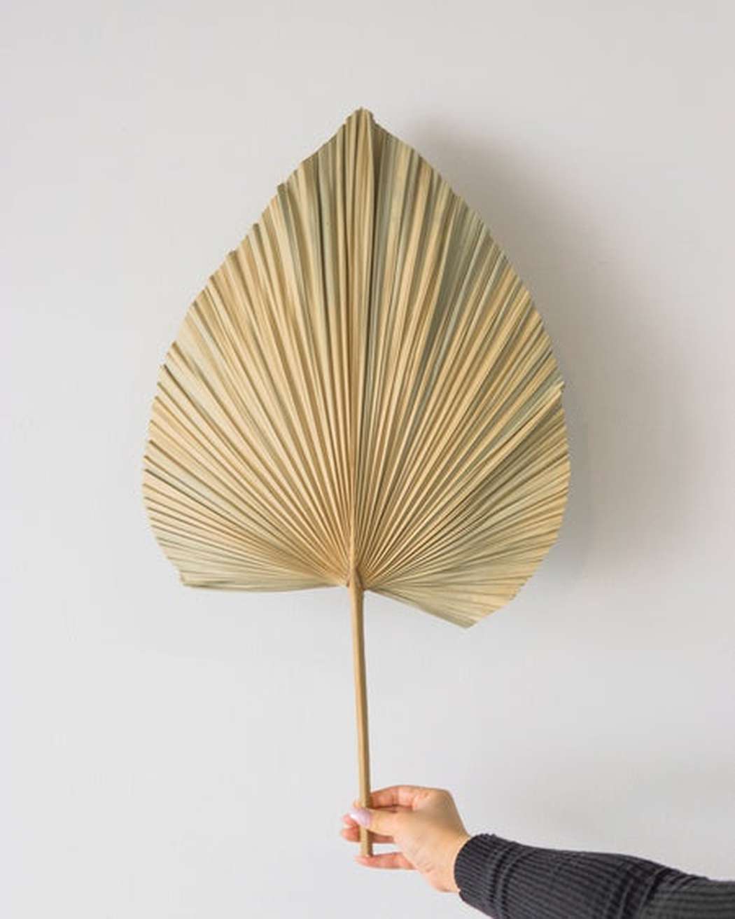 Natural Fan Palm-4