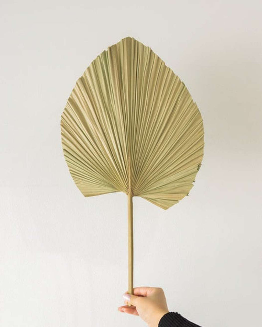 Natural Fan Palm-5