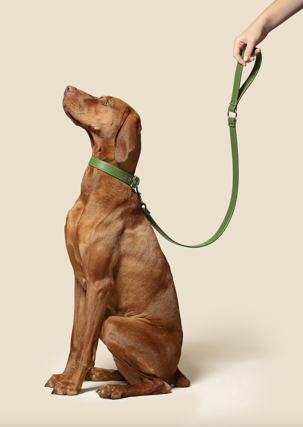 Forest green vegan apple leather dog collar with sturdy metal buckle and adjustable eyelets — view 5