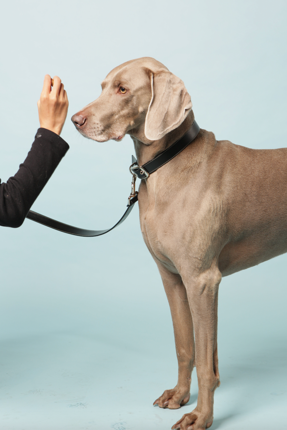 Classic black vegan apple leather dog collar with metal buckle and adjustable eyelets — view 4