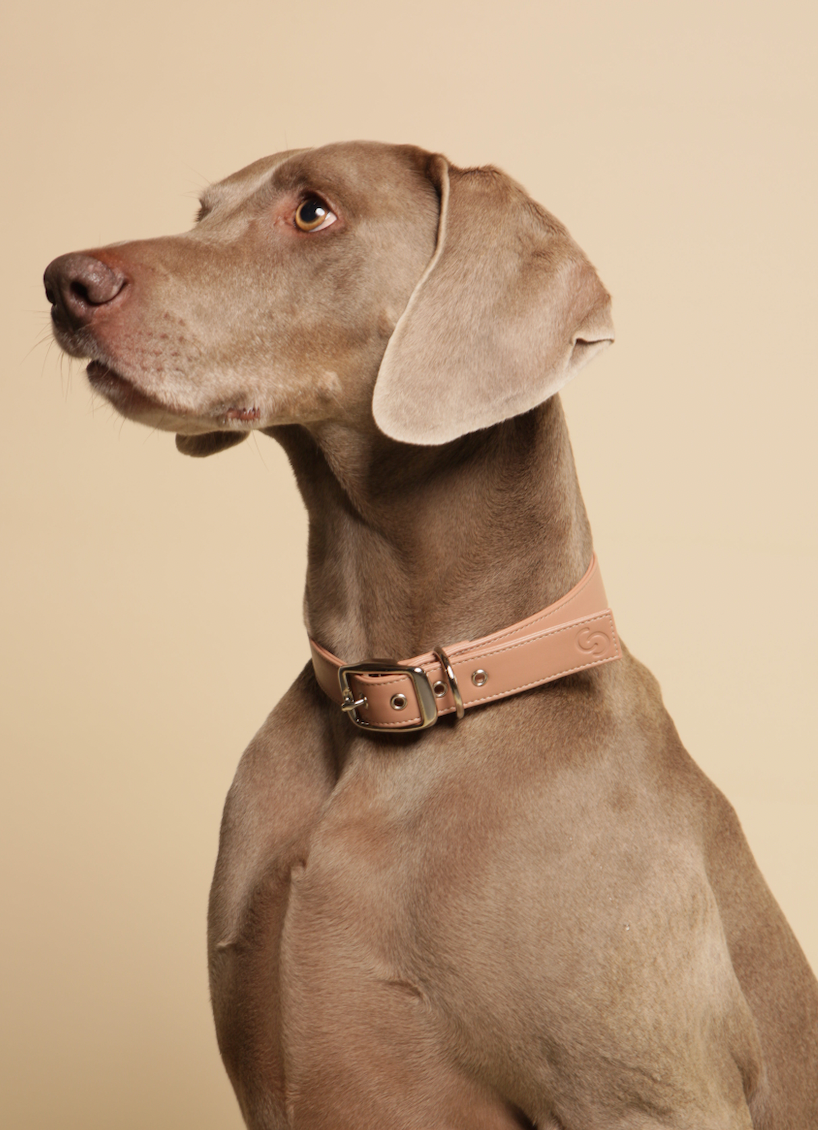 Blush pink vegan apple leather dog collar with metal buckle and adjustable eyelets — view 4