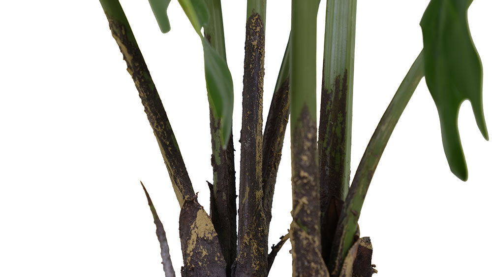 3' Faux Tropical House Plant, Potted Philodendron-3